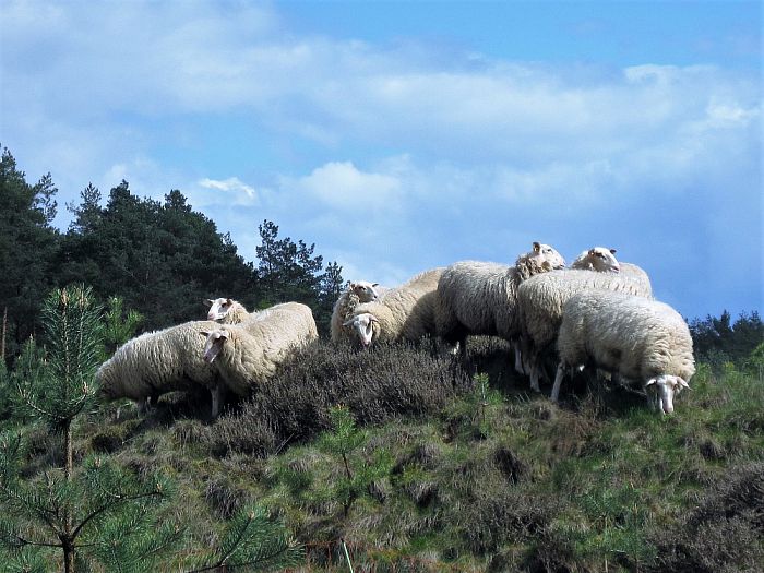 De kudde is aan het oefenen - Foto: Eigen geleverde foto