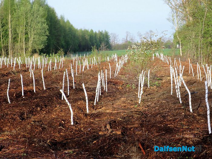 Bij Hoonhorst nieuw bosperceel ingeplant - Foto: Wim