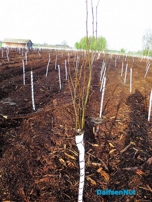 Bij Hoonhorst nieuw bosperceel ingeplant - Foto: Wim