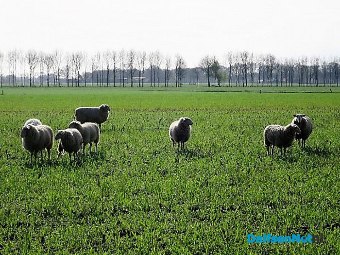 De schapen dromen van fris gras en heide - Foto: Wim