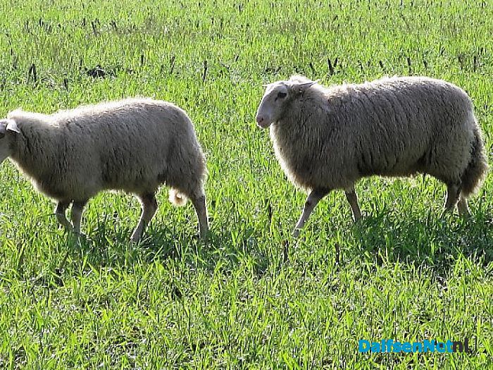 De schapen dromen van fris gras en heide - Foto: Wim