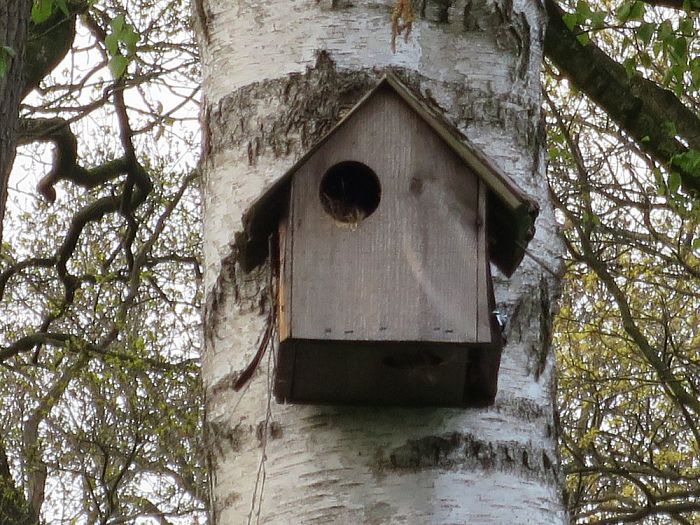 Jonge eekhoorns in een tuin te Hoonhorst - Foto: Eigen geleverde foto