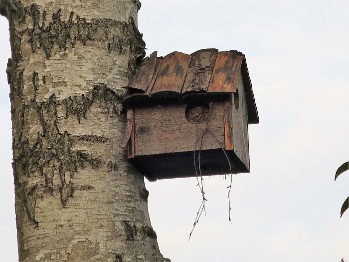 Jonge eekhoorns in een tuin te Hoonhorst - Foto: Eigen geleverde foto
