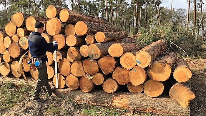 Van naaldbos naar loofbos - Foto: Eigen geleverde foto