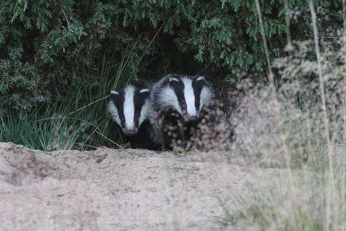 Het Dassen-kijk-seizoen gaat weer van start - Foto: Eigen geleverde foto