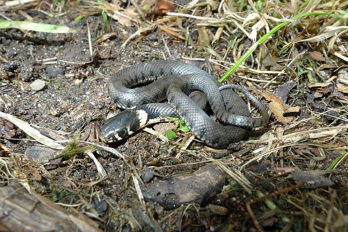 Vrijwilligers verbeteren leefgebied ringslang - Foto: Eigen geleverde foto