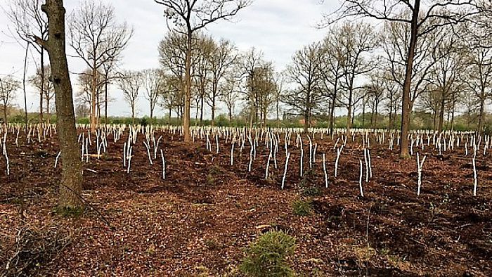 Van naaldbos naar loofbos - Foto: Eigen geleverde foto