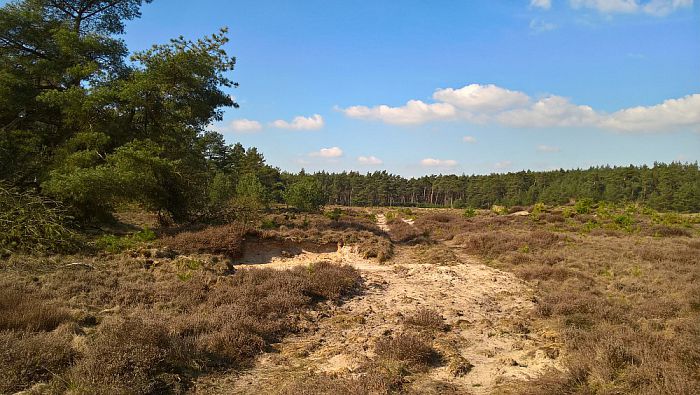 Het Rechterense Veld komt prachtig tot leven