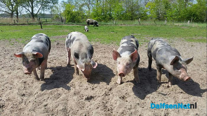 Kunstroute Dalfsen - Foto: Ingezonden foto