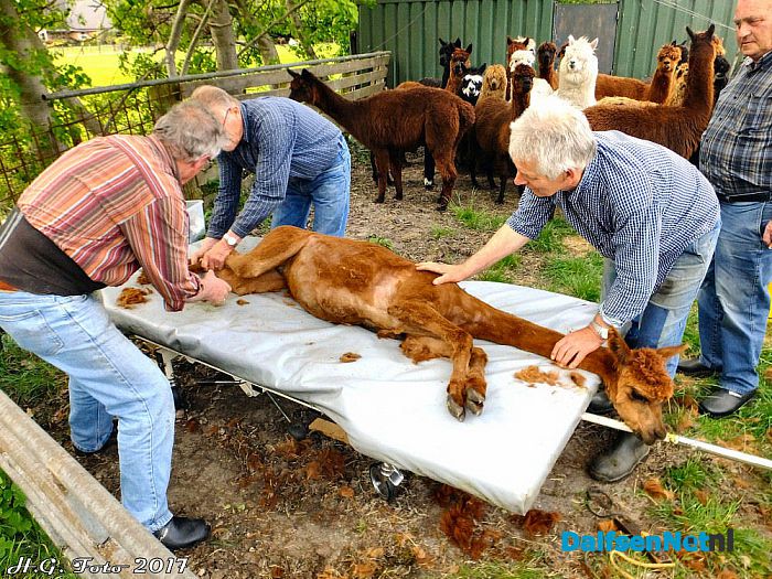 Alpaca’s zijn hun jas weer kwijt. - Foto: H.G. Foto