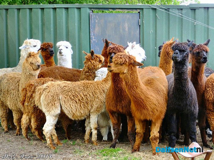 Alpaca’s zijn hun jas weer kwijt. - Foto: H.G. Foto