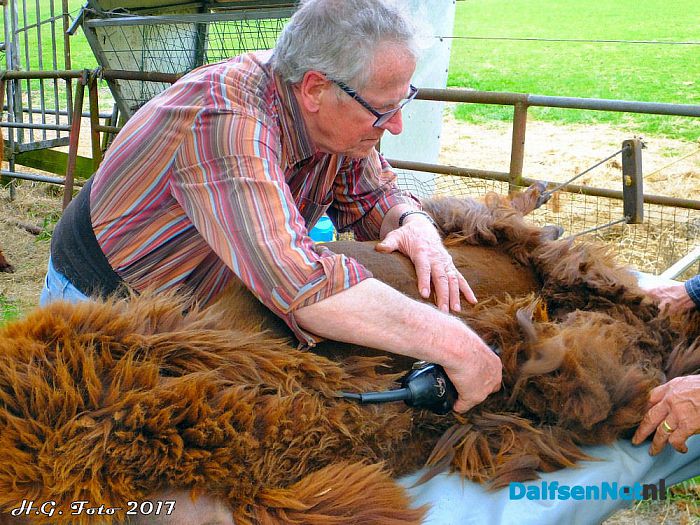 Alpaca’s zijn hun jas weer kwijt. - Foto: H.G. Foto