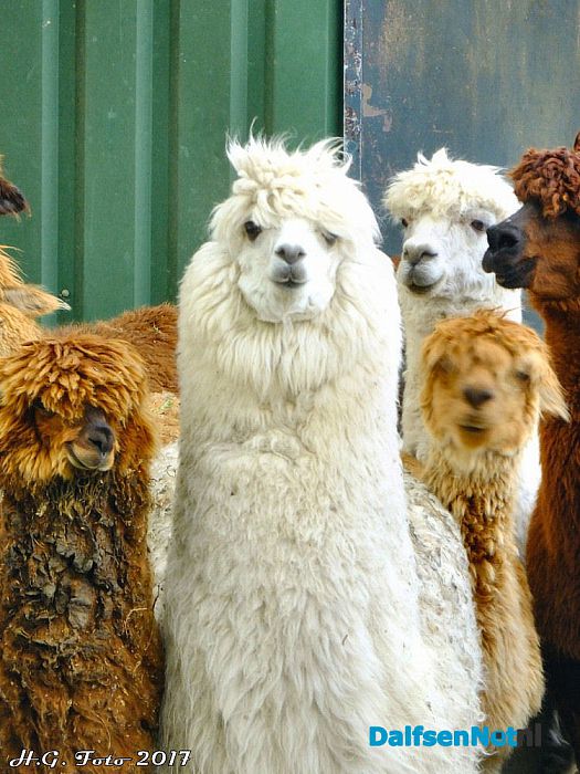 Alpaca’s zijn hun jas weer kwijt. - Foto: H.G. Foto