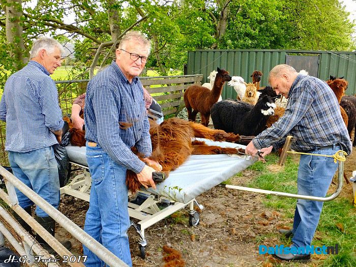 Alpaca’s zijn hun jas weer kwijt. - Foto: H.G. Foto