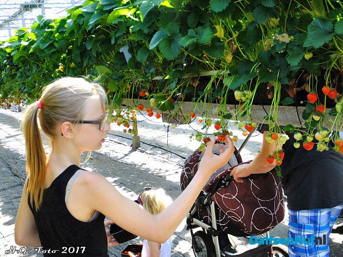 Opendag Tuinderij Ernie van der Kolk. - Foto: H.G. Foto