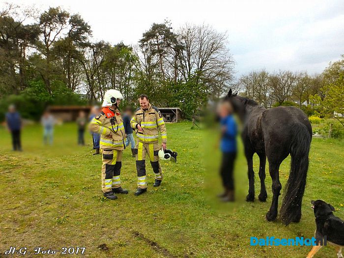 Paard onderuit in trailer - Foto: H.G. Foto