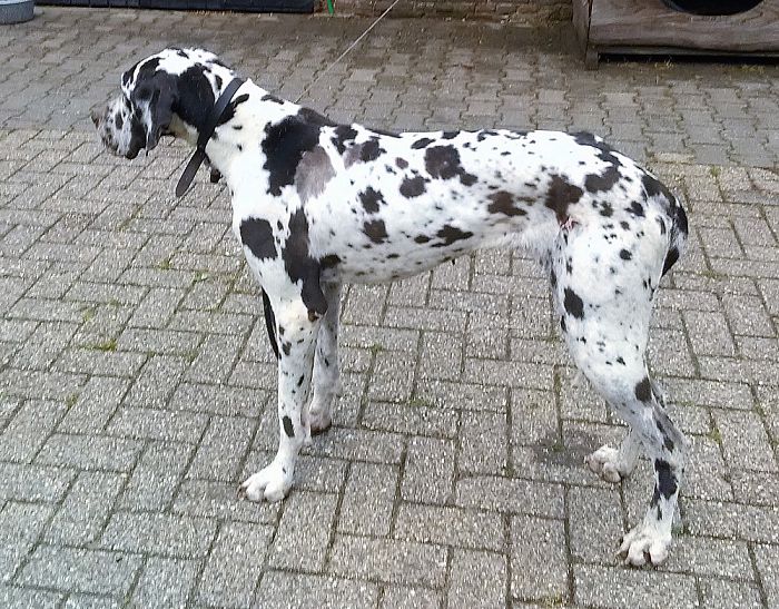 Baas van deze hond gezocht en gevonden - Foto: Eigen geleverde foto