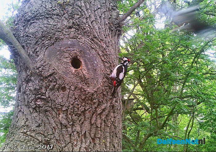Spechtennest in de tuin. - Foto: H.G. Foto