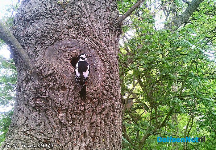 Spechtennest in de tuin. - Foto: H.G. Foto