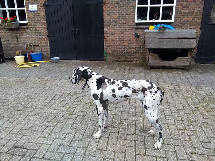 Baas van deze hond gezocht en gevonden - Foto: Eigen geleverde foto