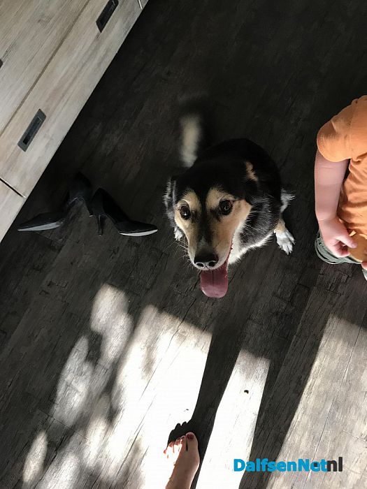 Hond gevonden Kooikerstraat Dalfsen - Foto: Ingezonden foto