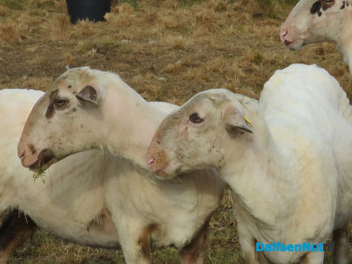 Zonder jas de hei op - Foto: Wim