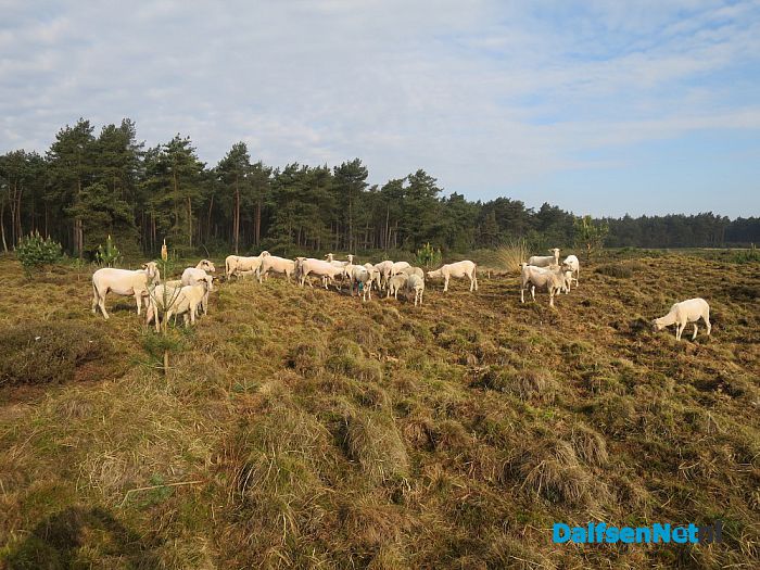 Zonder jas de hei op - Foto: Wim