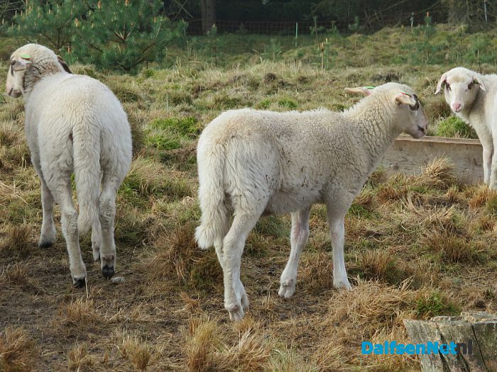 Zonder jas de hei op - Foto: Wim