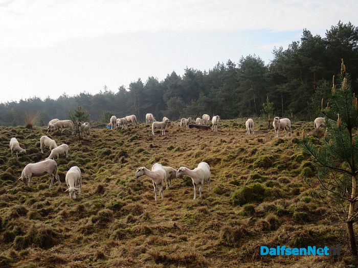 Zonder jas de hei op - Foto: Wim