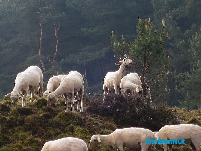 Zonder jas de hei op - Foto: Wim