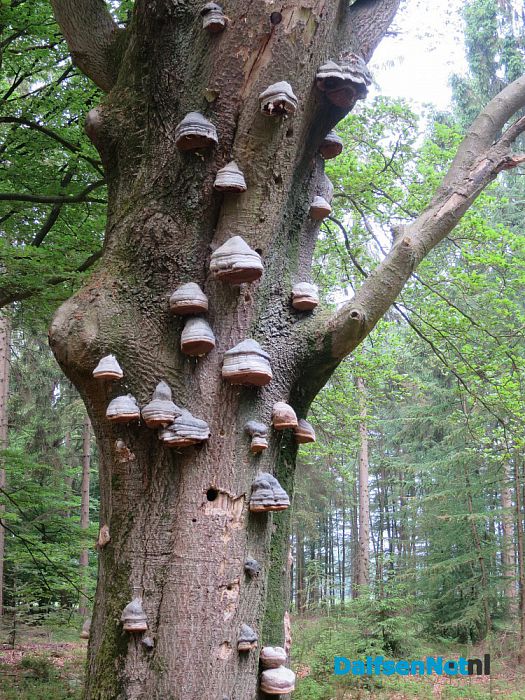 Hemelvaartsdag, dus dauwtrappen