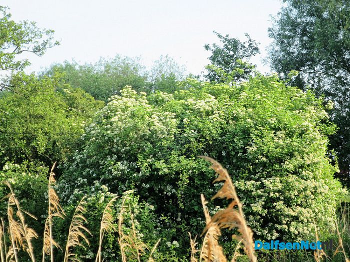 Regen een zegen voor de natuur - Foto: Wim