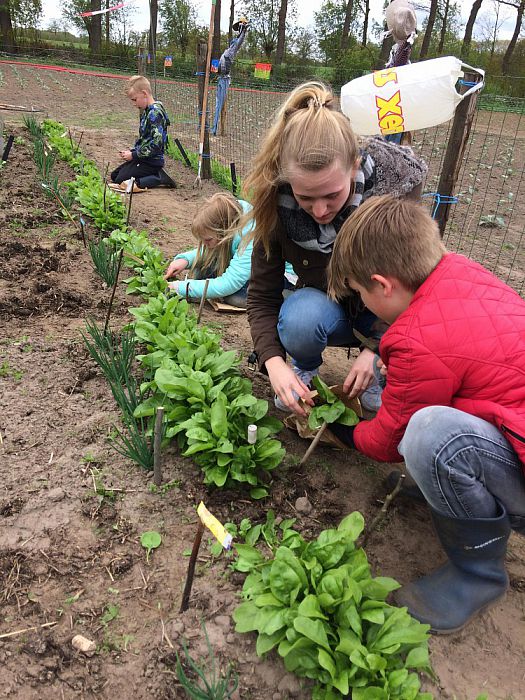 School – groentetuin van De Gouden Emmer - Foto: Eigen geleverde foto