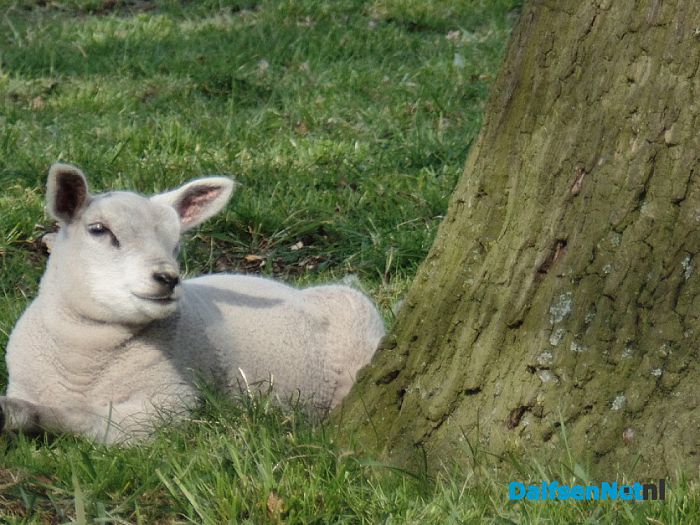 Een zon-genieter …. - Foto: Ingezonden foto