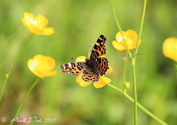 Foto van de maand van Ank - Foto: Ank Pot