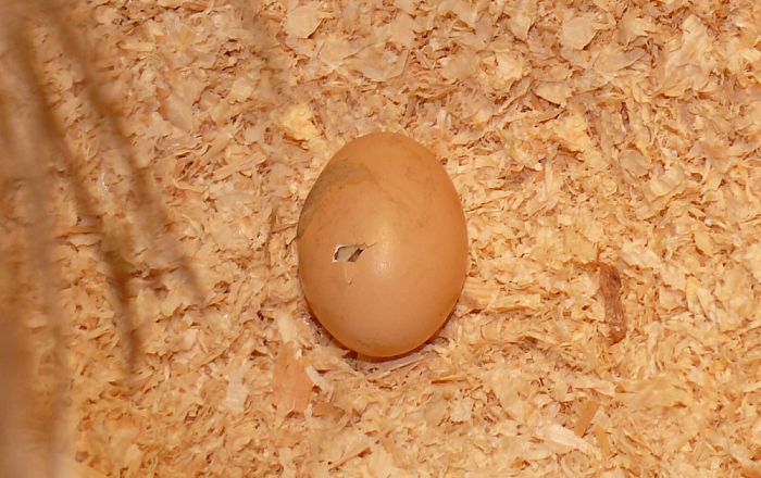 Piepjonge leerlingen op Sjaloom - Foto: Eigen geleverde foto