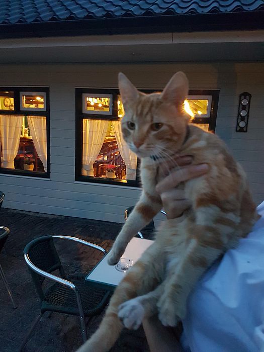 Wie mist deze poes - Foto: Eigen geleverde foto