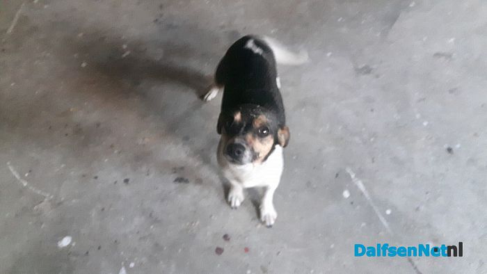 Aan komen lopen jack russel - Foto: Ingezonden foto