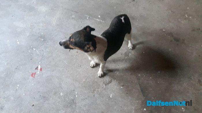 Aan komen lopen jack russel - Foto: Ingezonden foto
