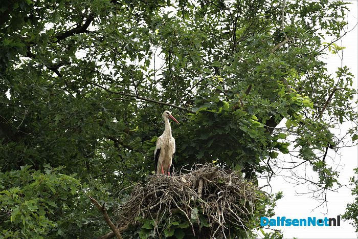 Ooievaars bij kasteel Rechteren en de Leemcule Dalfsen - Foto: Johan Bokma