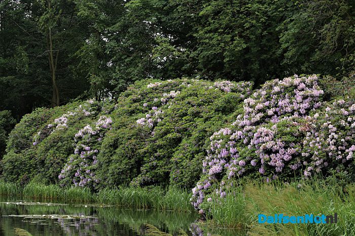 Ooievaars bij kasteel Rechteren en de Leemcule Dalfsen - Foto: Johan Bokma