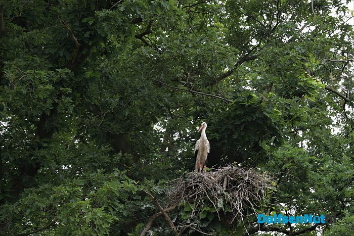 Ooievaars bij kasteel Rechteren en de Leemcule Dalfsen - Foto: Johan Bokma