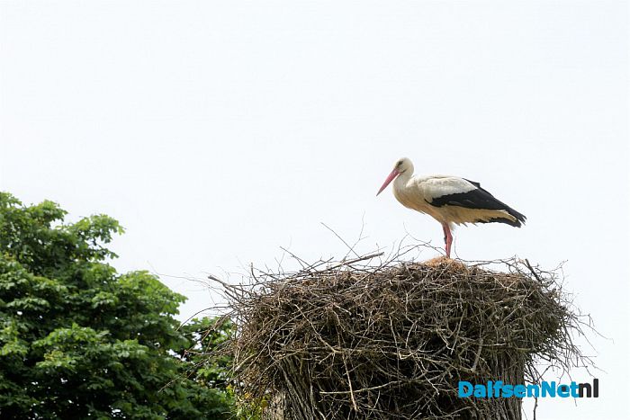 Ooievaars bij kasteel Rechteren en de Leemcule Dalfsen - Foto: Johan Bokma
