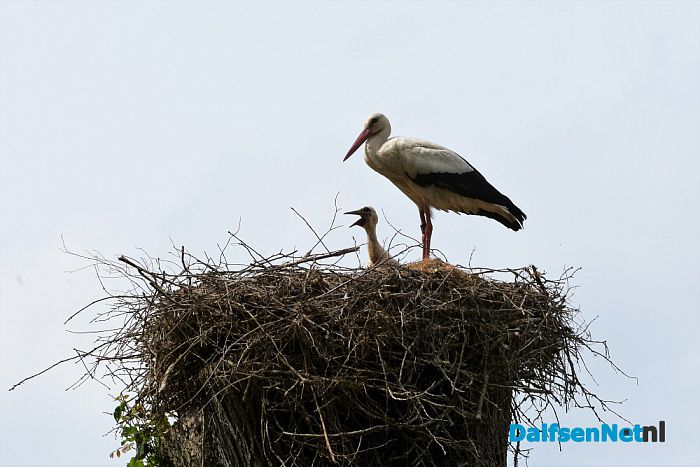 Ooievaars bij kasteel Rechteren en de Leemcule Dalfsen - Foto: Johan Bokma