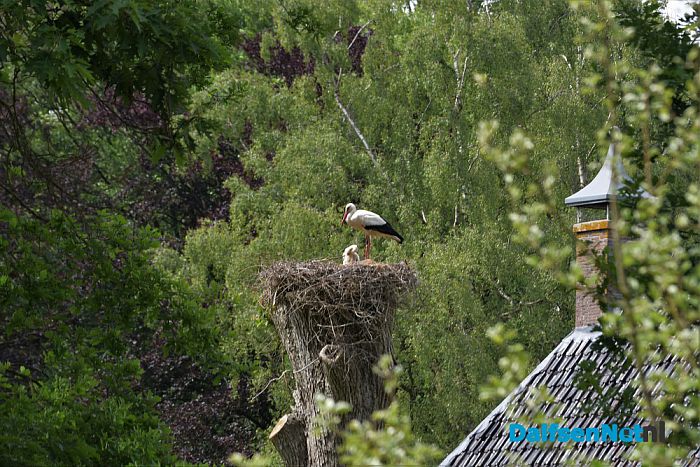 Ooievaars bij kasteel Rechteren en de Leemcule Dalfsen - Foto: Johan Bokma