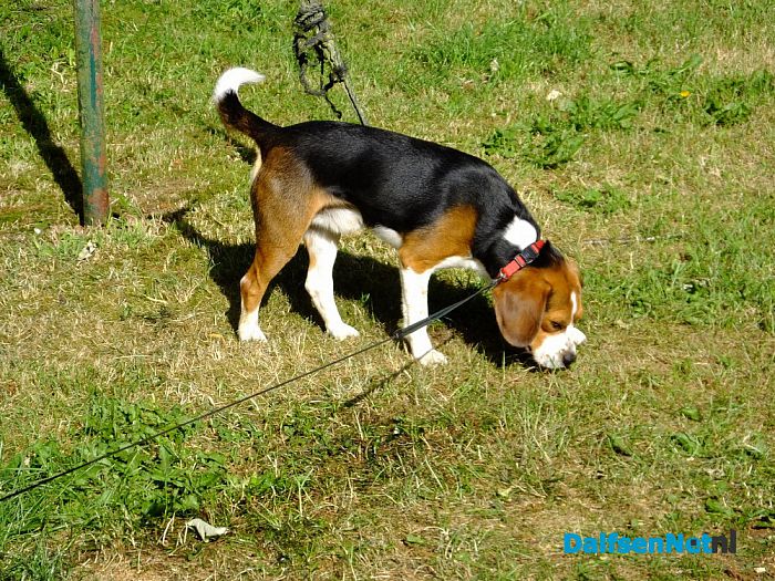 Hond aan komen lopen (en weer terug bij baasje)