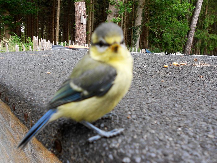 Bijna op de lens - Foto: Eigen geleverde foto