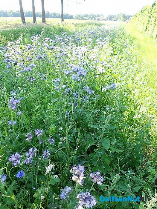 Zomer bij Decohof