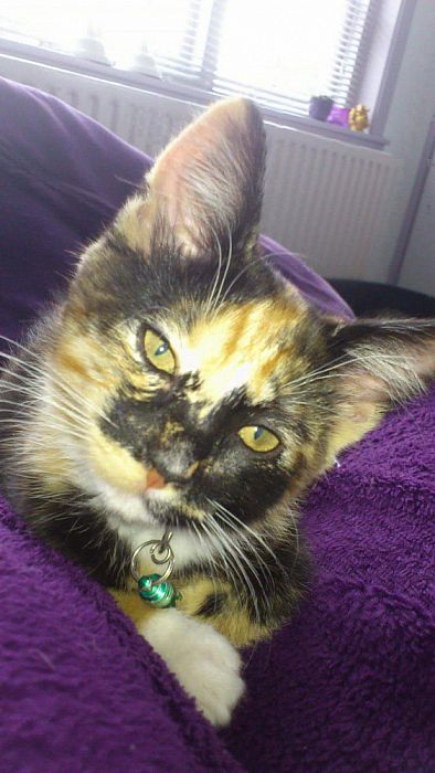 Weer een poes aan de………………………….. - Foto: Eigen geleverde foto