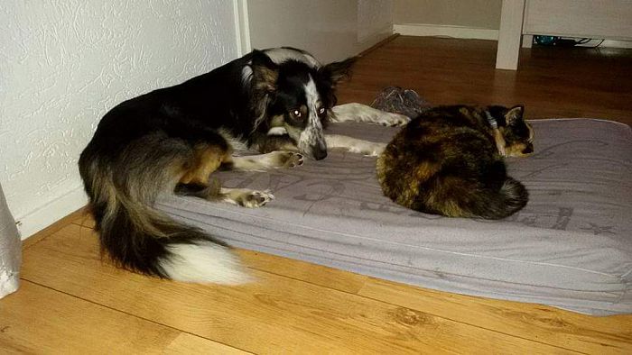 Weer een poes aan de………………………….. - Foto: Eigen geleverde foto